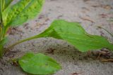 Plantago major