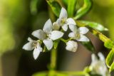 Galium intermedium