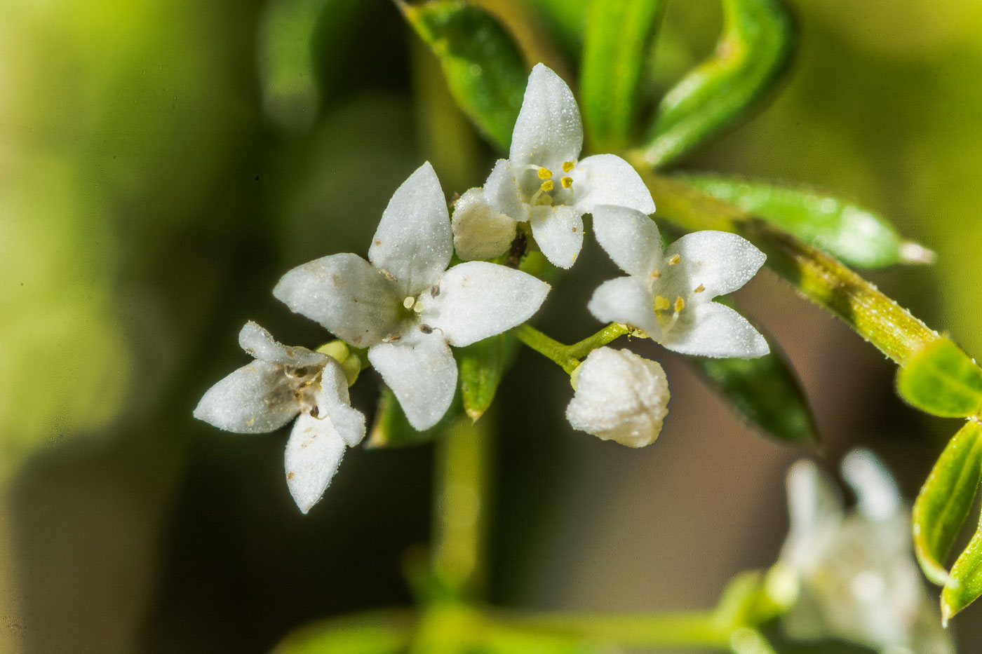 Image of Galium intermedium specimen.