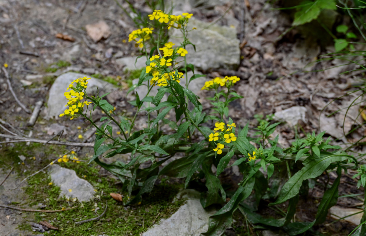 Image of Erysimum aureum specimen.