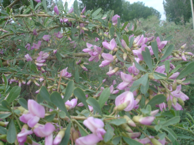 Image of Halimodendron halodendron specimen.