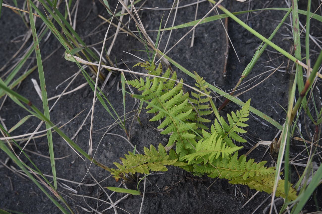 Изображение особи Matteuccia struthiopteris.