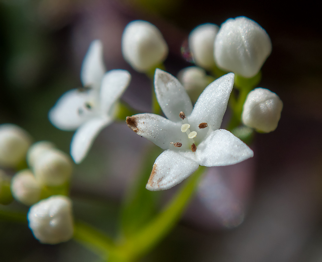 Изображение особи Galium palustre.