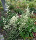 Zigadenus elegans