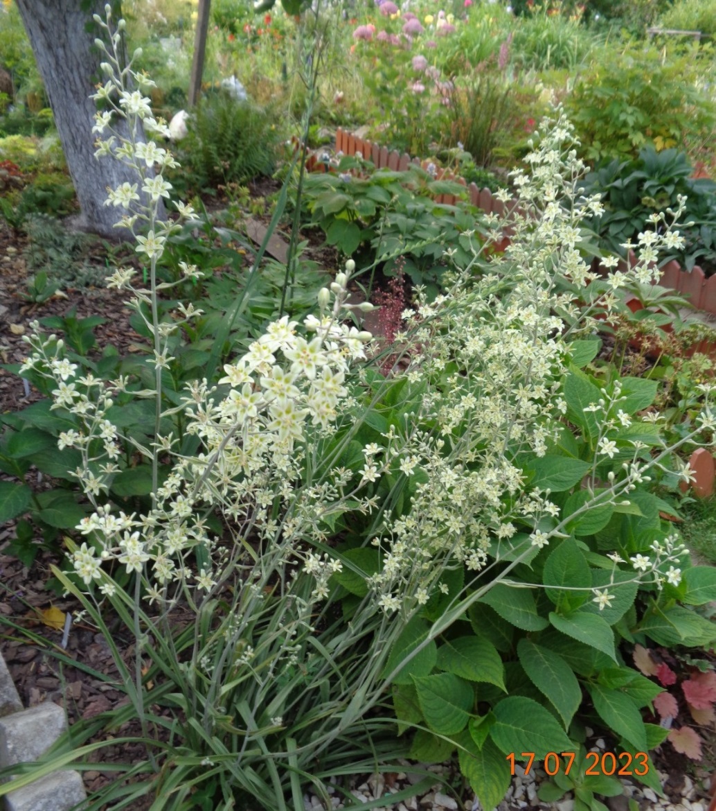 Изображение особи Zigadenus elegans.