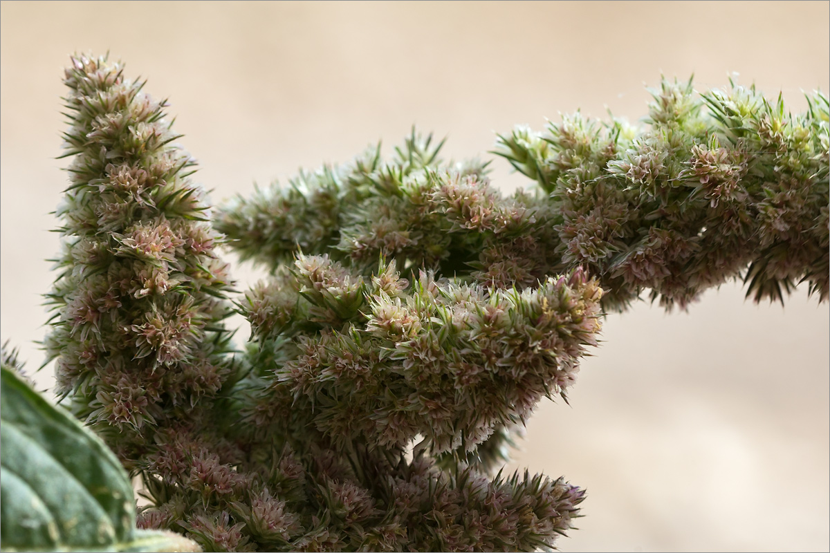 Image of Amaranthus retroflexus specimen.