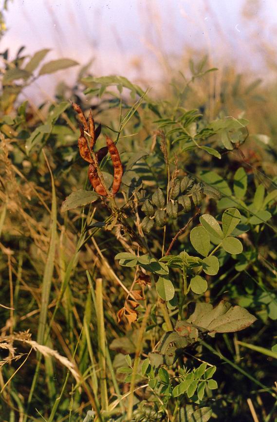 Image of Glycyrrhiza glabra specimen.