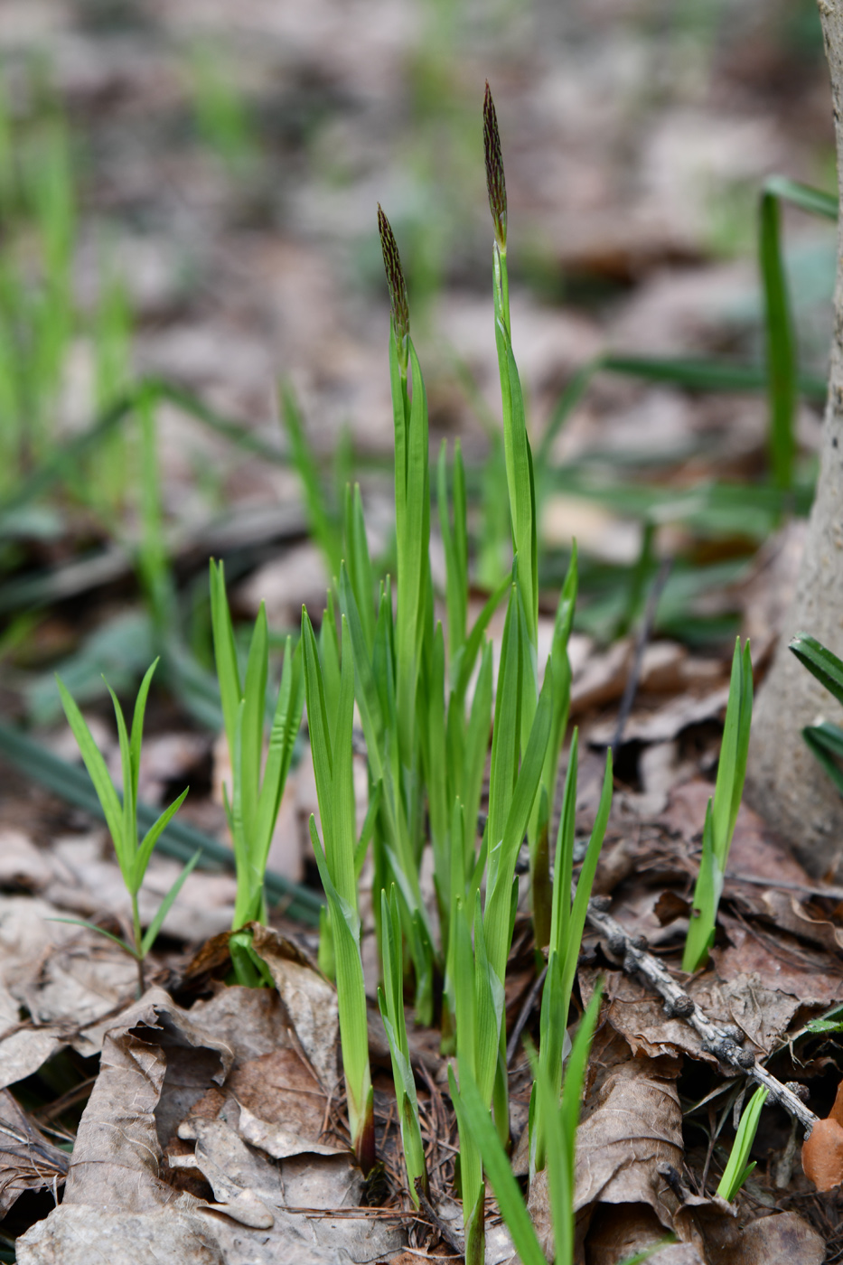 Изображение особи Carex pilosa.