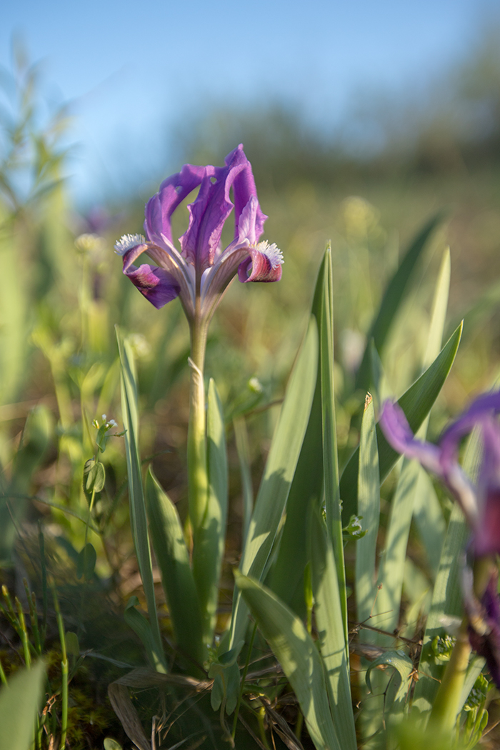 Image of Iris pumila specimen.