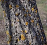 Fraxinus excelsior