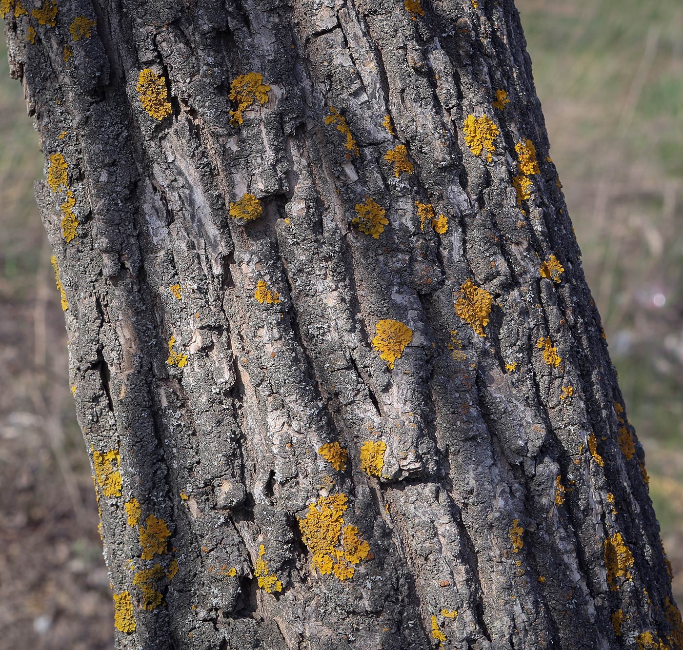 Image of Fraxinus excelsior specimen.