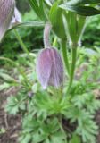 Pulsatilla dahurica. Цветок. Московская обл., Щёлковский р-н, в культуре. 10.05.2024.