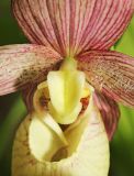 Cypripedium &times; ventricosum