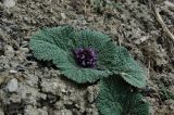 Lamiophlomis rotata. Цветущее растение. Китай, провинция Юннань, выше 4000 м н.у.м. 04.06.2009.