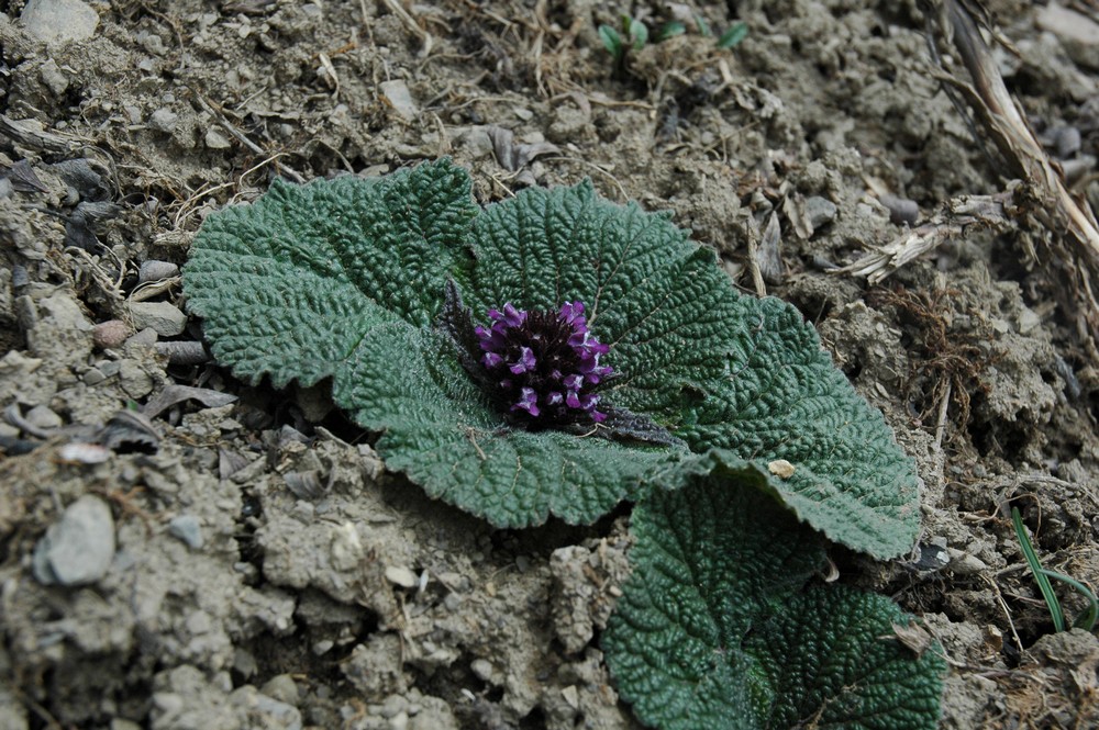 Image of Lamiophlomis rotata specimen.