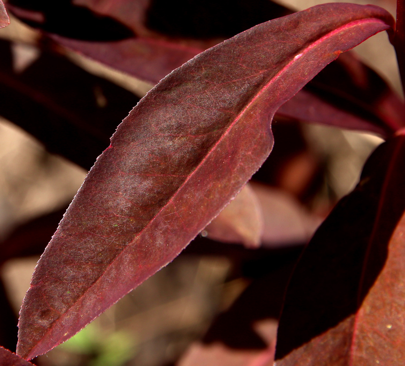 Image of Euphorbia dulcis specimen.