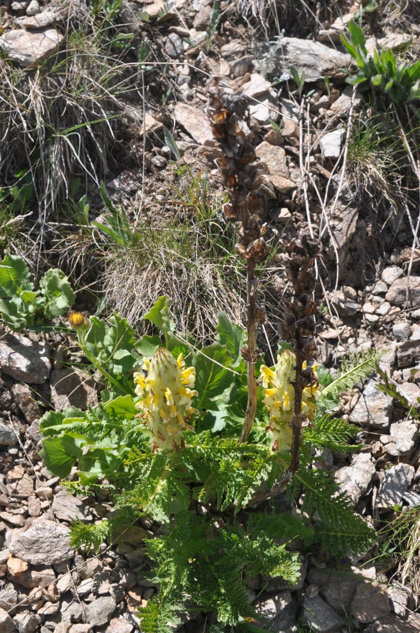 Изображение особи Pedicularis condensata.