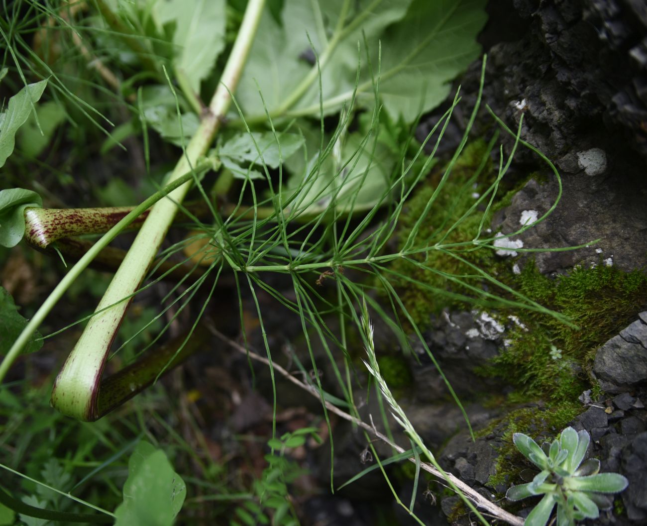 Image of genus Equisetum specimen.