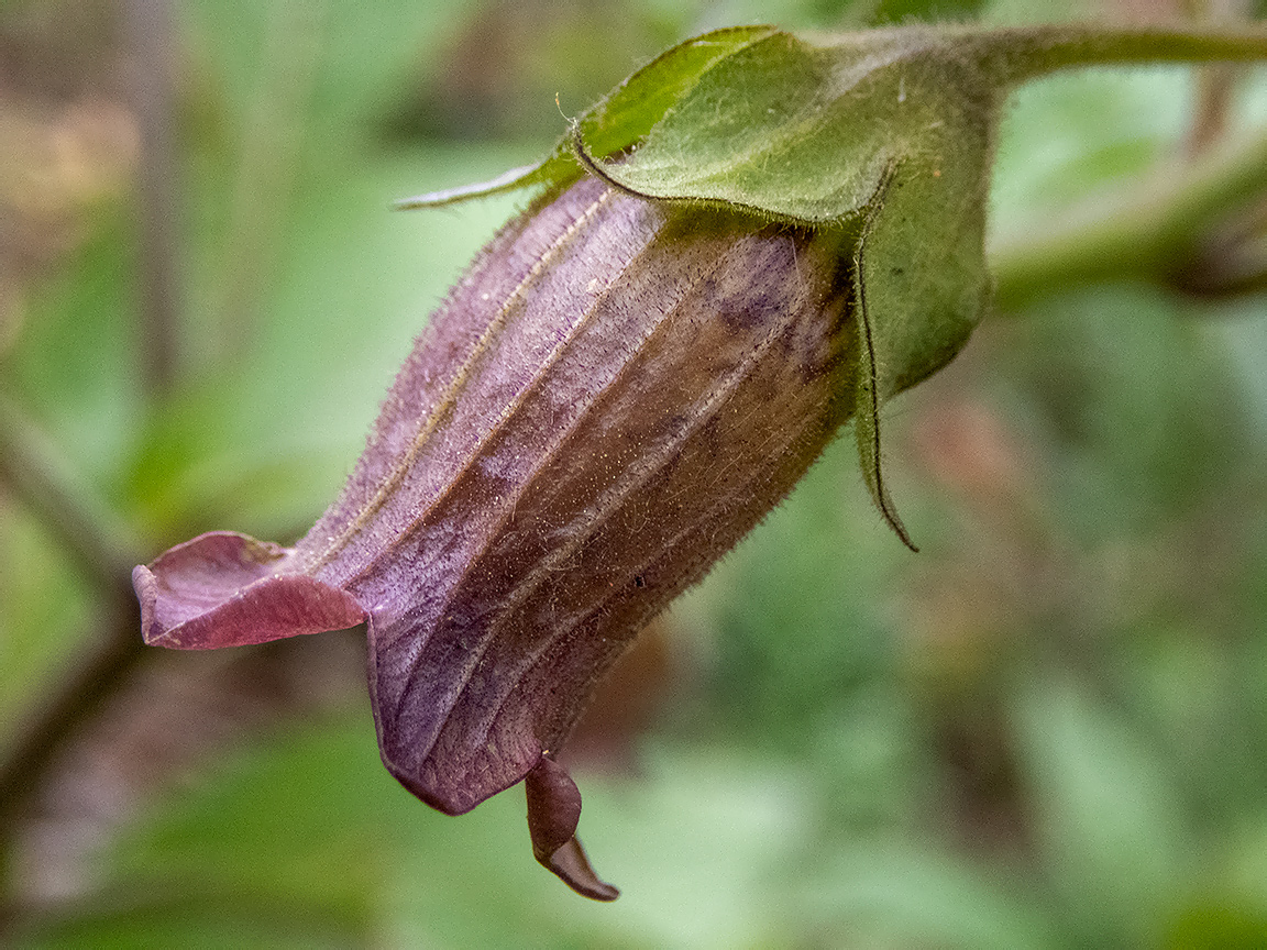 Image of Atropa bella-donna specimen.