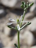 Tetraena dumosa. Верхушка ветки с распустившимся цветком. Израиль, юг Иудейской пустыни, каменистый склон к Мёртвому морю. 21.02.2011.