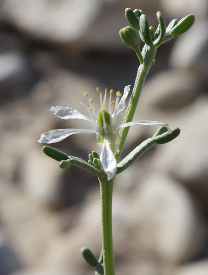 Image of Tetraena dumosa specimen.