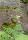 Aruncus sylvestris