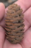 Picea obovata