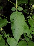 Dipsacus pilosus