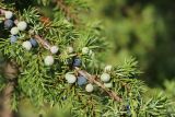 Juniperus communis