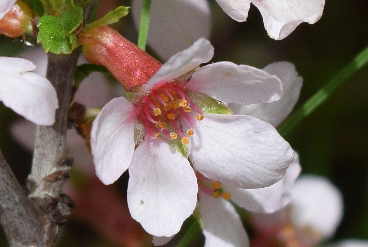 Image of Cerasus erythrocarpa specimen.