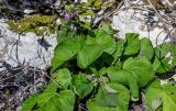 Trachystemon orientalis. Цветущее растение. Краснодарский край, Сочи, Хостинский р-н, ущ. р. Хоста, Тисово-самшитовая роща, опушка смешанного леса, каменистый склон. 10.03.2025.