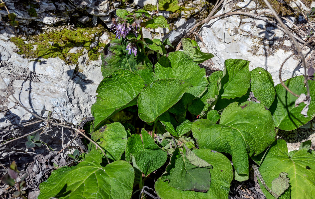 Image of Trachystemon orientalis specimen.