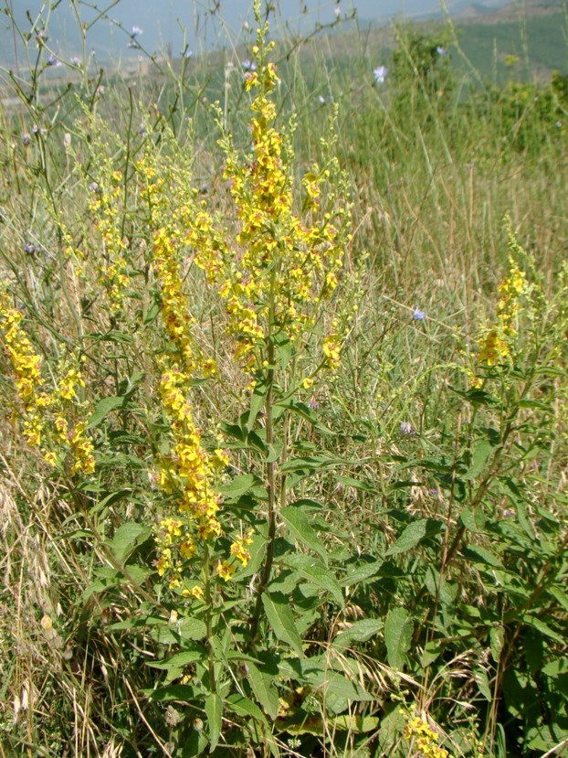 Изображение особи род Verbascum.