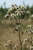 Hieracium umbellatum. Верхушка плодоносящего растения. Беларусь, Витебская обл., окр. пос. Езерище, зарастающий берёзой (Betula pendula) ранее выкашивавшийся злаково-разнотравный суходольный луг. 29.08.2024.
