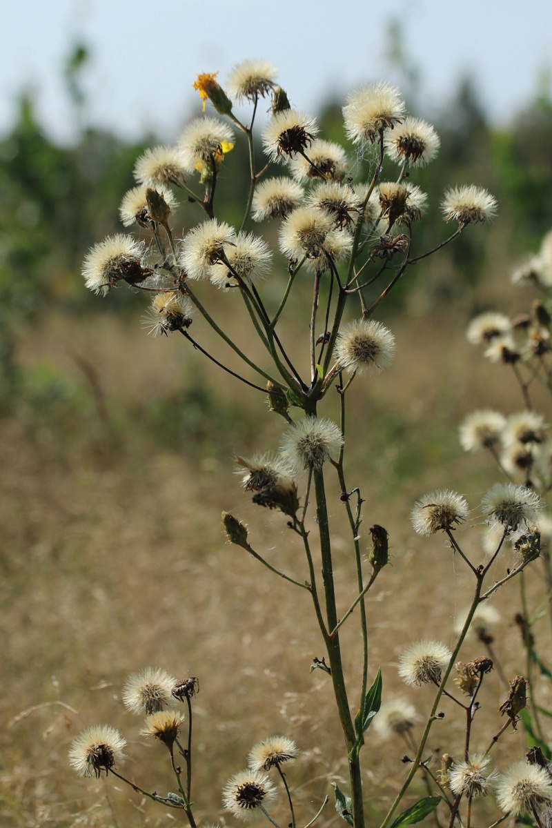 Image of Hieracium umbellatum specimen.
