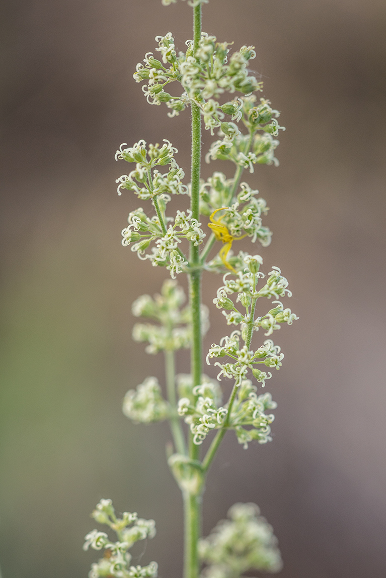 Image of Silene borysthenica specimen.