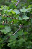 Grossularia divaricata. Побеги с соцветиями. Санкт-Петербург, Петродворцовый р-н, г. Ломоносов, ГПЗ «Южное побережье Невской губы», участок «Кронштадтская колония», одичавшие кусты. 18.05.2025.