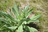 unknown species. Растение с развивающимся соцветием. Турция, ил Агры, р-н Догубаязит, окр. ур. Ноев Ковчег, выс. ок. 2000 м н.у.м., луг. 20 мая 2025 г.