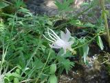 Aquilegia vicaria