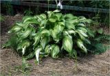Hosta undulata. Нижняя часть цветущего растения. Московская обл., Раменский р-н, окр. дер. Хрипань, садовый участок. 22.07.2025.