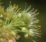 Allium condensatum