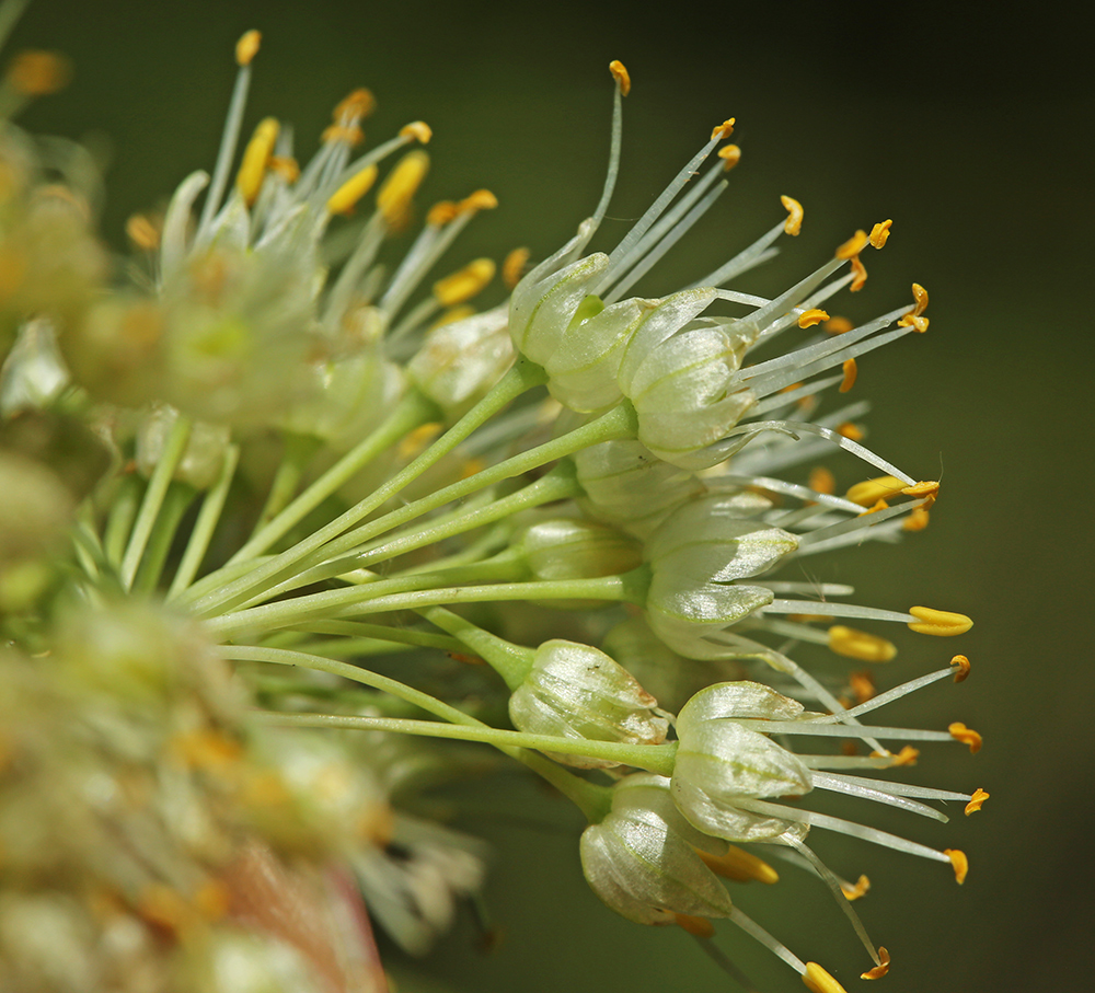 Image of Allium condensatum specimen.