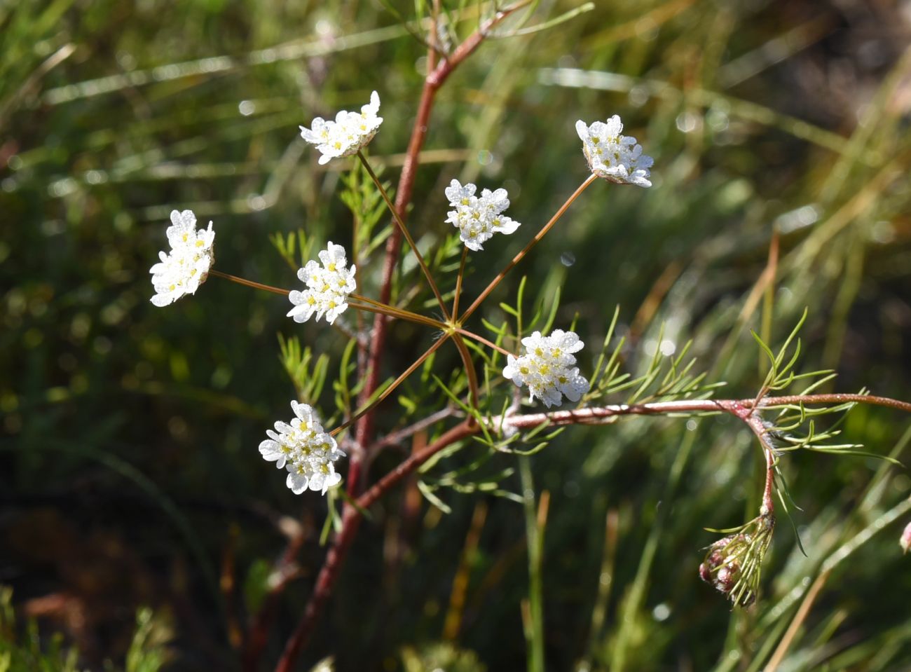 Изображение особи семейство Apiaceae.
