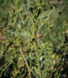Cirsium serrulatum