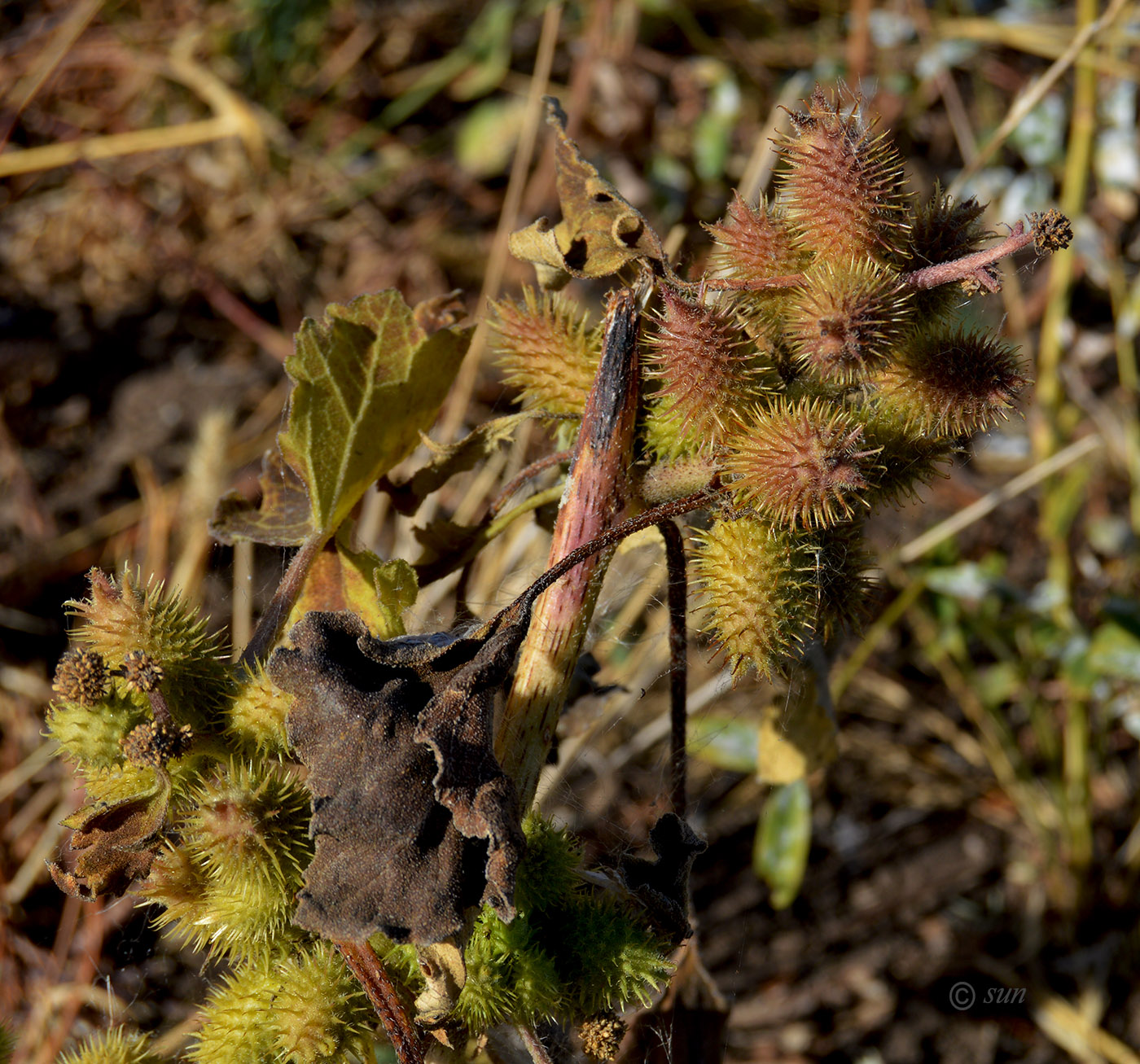 Изображение особи Xanthium orientale.