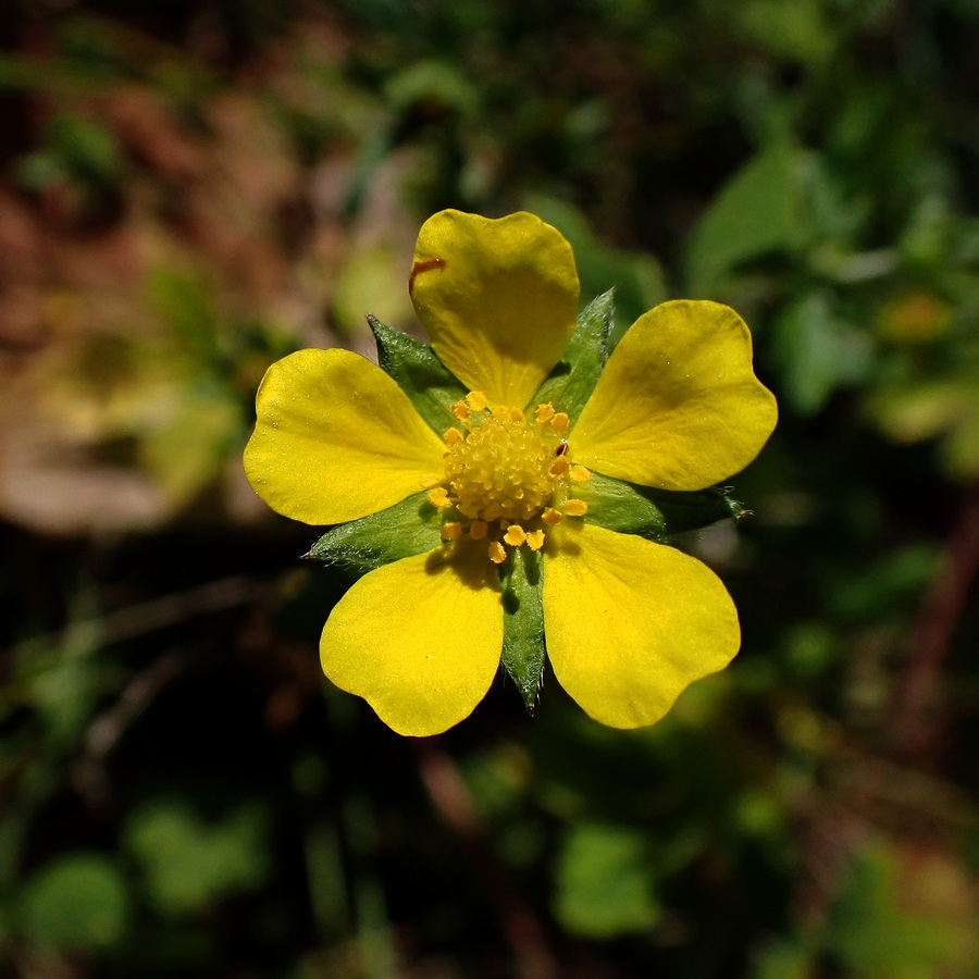 Изображение особи Potentilla omissa.