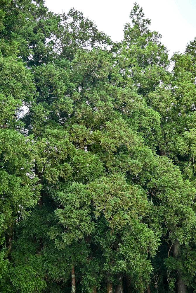 Image of Cryptomeria japonica specimen.