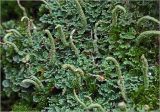 Cladonia coniocraea. Талломы и потеции среди веточек мха на стволе берёзы. Московская обл., Раменский р-н, окр. ж.-д. платформы Хрипань, смешанный лес. 24.09.2025.