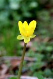 Ficaria verna. Цветок. Белгородская обл., Ракитянский р-н, окр. с. Борисполье; дол. р. Бобрава, ур. Большое Глинище, опушка леса, плоская сыроватая вершина балки. 10 апреля 2022 г.