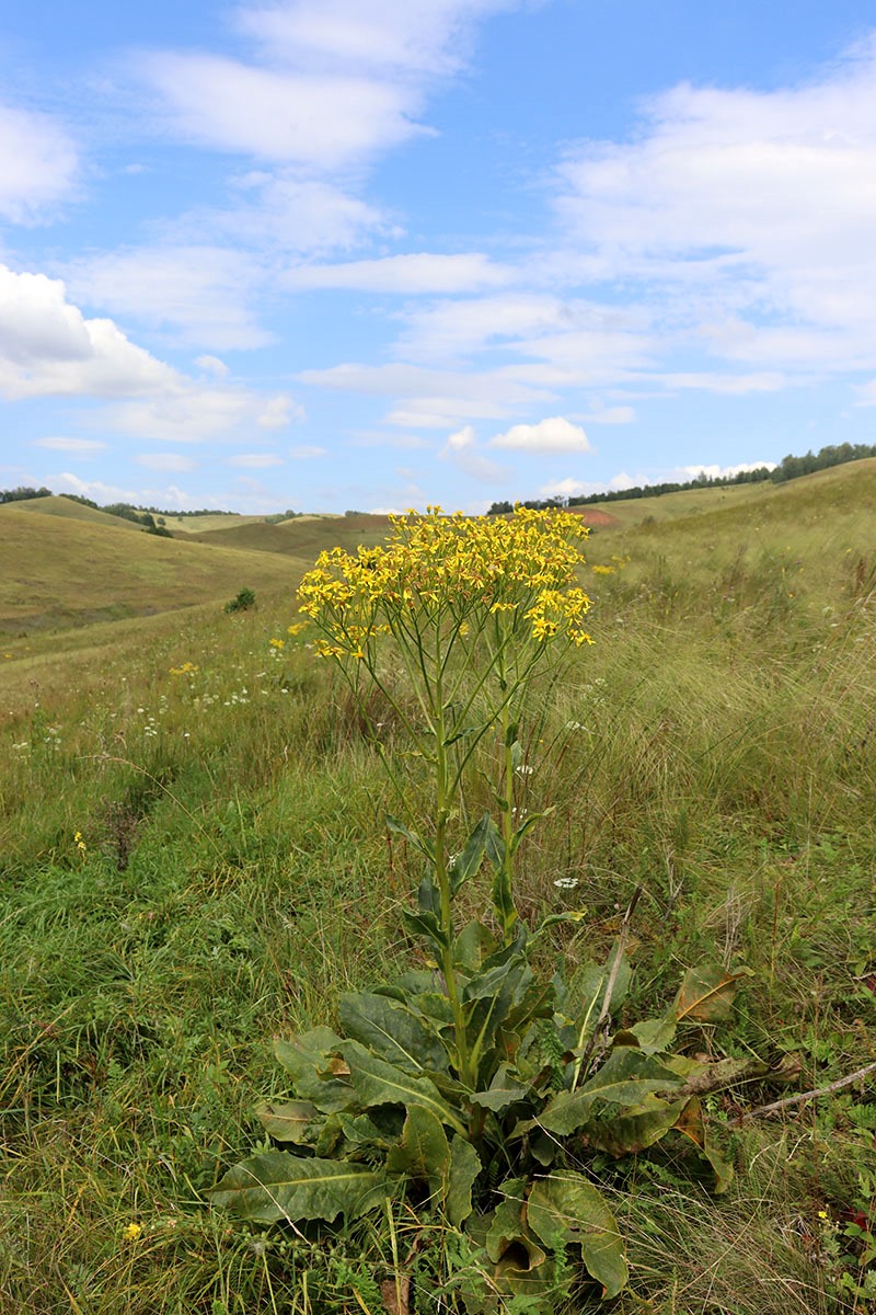 Image of Senecio schwetzowii specimen.